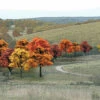Deals ✨ Fall Deciduous Value Pack Ready Made Trees 3/4"- 2" Woodland Scenics ⌛