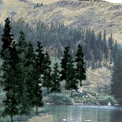 Coupon 🤩 Conifer Green Value Pack Ready-Made Trees 4" - 6" Woodland Scenics 👏