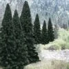 New ✨ Ready Made Trees Value Pack- 2" - 4" Evergreen (18) Ready Made Trees Value Pack- 2" - 4" Evergreen (18) ⌛